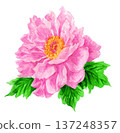 粉紅牡丹水彩畫 26303像素7 137248357
