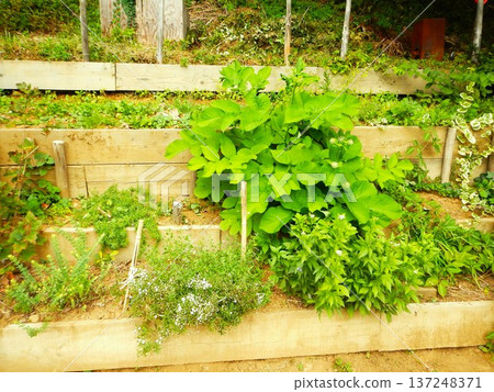 Garden with Udo, Nagano Prefecture 137248371