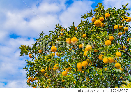 Coming soon, New Summer Orange Coming soon, New Summer Orange 137248697