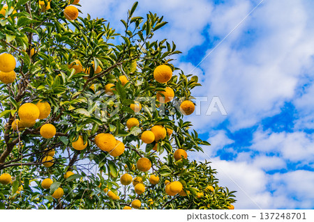 Coming soon, New Summer Orange 137248701