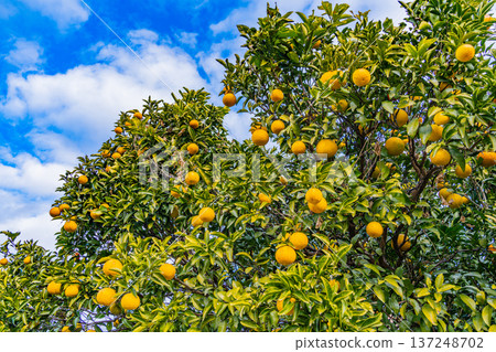 即將推出,New Summer Orange 即將推出,New Summer Orange 137248702