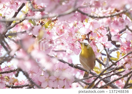 一隻繡眼鳥棲息在盛開的櫻花樹上，抬頭望著春日美景。 137248836