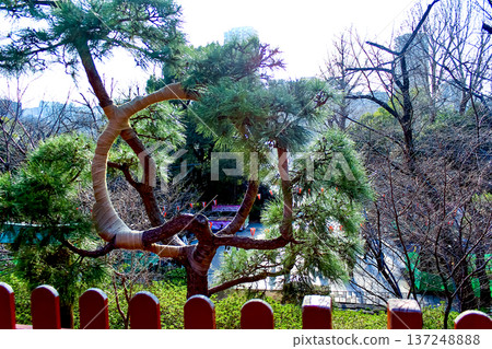 [Tokyo] Spring in Ueno Park: View from the stage of Shimizu Kannon-do 137248888