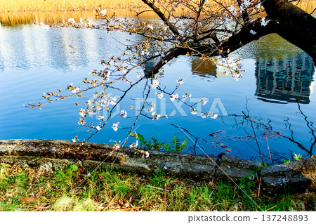 [Tokyo] Shinobazu Pond and Cherry Blossoms in Ueno Park in Spring 137248893