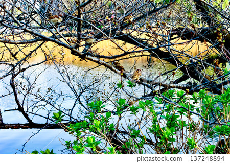 [Tokyo] Spring in Ueno Park: Cherry blossoms and sparrows at Shinobazu Pond 137248894