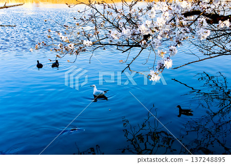[Tokyo] Ueno Park in spring: Black-headed gulls and ducks floating on Shinobazu Pond 137248895