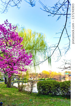 【東京】上野公園的春天:不忍池畔絢麗的河津櫻花和柳樹 【東京】上野公園的春天:不忍池畔絢麗的河津櫻花和柳樹 137248903