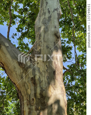 plane tree trunk with characteristic peeling bark, surrounded by the bright green of the summer crown 137249031