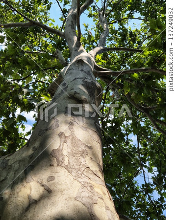 plane tree trunk with characteristic peeling bark, surrounded by the bright green of the summer crown plane tree trunk with characteristic peeling bark, surrounded by the bright green of the summer crown 137249032