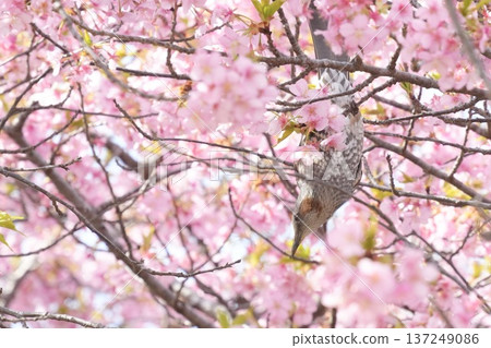 A brown-eared bulbul surrounded by cherry blossoms in full bloom, upside down 137249086