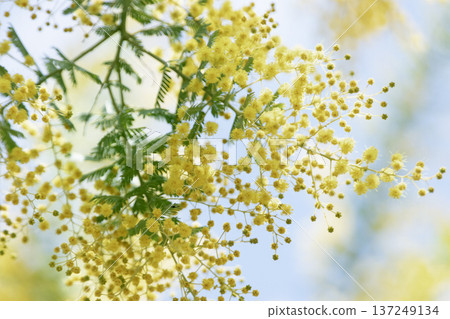 含羞草花在春日藍天和柔和的虛化背景下盛開 137249134