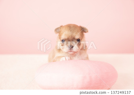 紅背犬和吉娃娃小狗 紅背犬和吉娃娃小狗 137249137