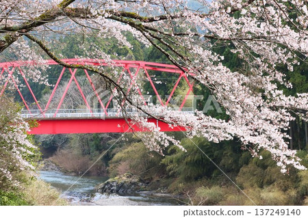 The elegant cherry blossoms with a red overpass in the background 137249140