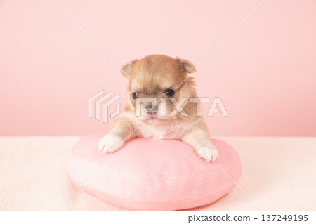 紅背犬和吉娃娃小狗 137249195