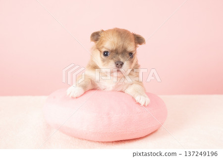 紅背犬和吉娃娃小狗 137249196