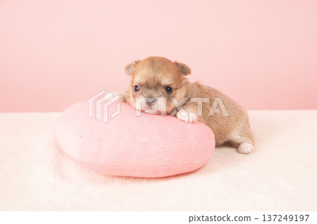 pinkback and chihuahua puppy pinkback and chihuahua puppy 137249197
