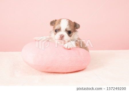 pinkback and chihuahua puppy pinkback and chihuahua puppy 137249200