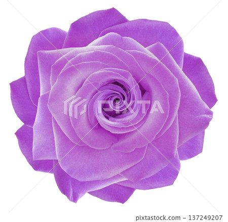 Purple rose flower on a white isolated background with clipping path. Closeup. For design. Nature. Purple rose flower on a white isolated background with clipping path. Closeup. For design. Nature. 137249207
