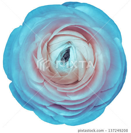Rose flower on a white isolated background with clipping path. Rose flower on a white isolated background with clipping path. 137249208