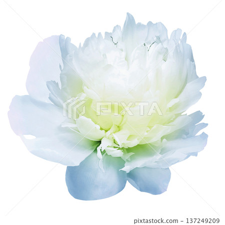 White peony  flower  on a  white isolated background with clipping path. Closeup. For design. Nature. 137249209