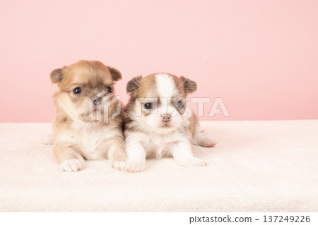 Pink buck and two chihuahua puppies Pink buck and two chihuahua puppies 137249226