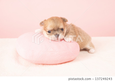 pinkback and chihuahua puppy 137249243