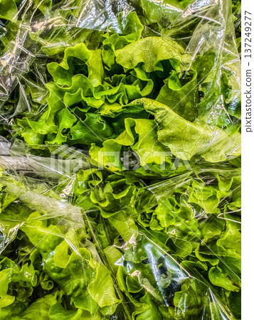Close-up of fresh green lettuce leaves in plastic packaging. Healthy food background for grocery or market concepts. 137249277