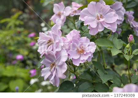 淡紫色玫瑰 紫色花園 淡紫色玫瑰 紫色花園 137249309