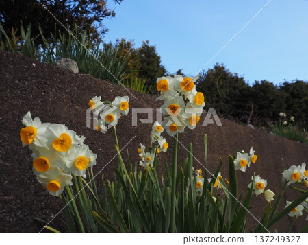 Narcissus 137249327