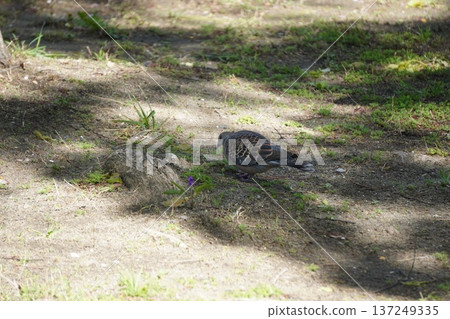 A turtle dove searching for food in the grass A turtle dove searching for food in the grass 137249335