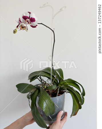 A woman's hands hold a pot with a blooming orchid against a light background A woman's hands hold a pot with a blooming orchid against a light background 137249462