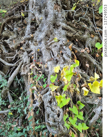 An image containing tangled roots of an old tree, entangled with green ivy, against a background of soil and forest undergrowth An image containing tangled roots of an old tree, entangled with green ivy, against a background of soil and forest undergrowth 137249553