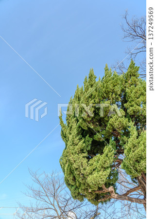 A tree that shines in the blue sky 137249569