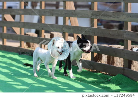 一隻玩具貴賓犬和一隻波士頓梗犬快樂地走過狗跑道。 137249594