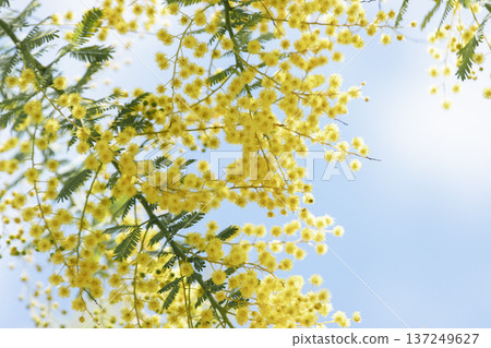 春天的留白背景，含羞草花環繞著藍天。 137249627