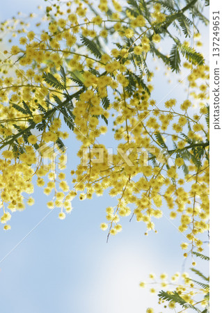 Mimosa flowers blooming against the blue sky and spring copy space 137249651