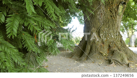 Large tree with rough bark stands next to green leaves in a park on a sunny day 137249656