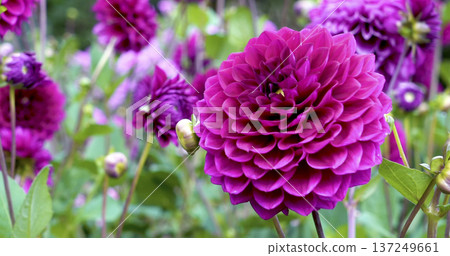 Bright pink flowers bloom in a garden during a sunny afternoon in summer where bees can be seen pollinating the plants Bright pink flowers bloom in a garden during a sunny afternoon in summer where bees can be seen pollinating the plants 137249661