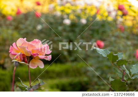 A single gorgeous pink rose blooming in an autumn garden A single gorgeous pink rose blooming in an autumn garden 137249666