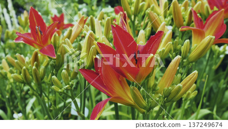Brightly colored flowers bloom in a garden during springtime near a residential area with green grass and trees Brightly colored flowers bloom in a garden during springtime near a residential area with green grass and trees 137249674