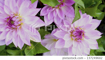 Pink water lilies bloom in a garden surrounded by green leaves on a sunny day during spring season 137249682