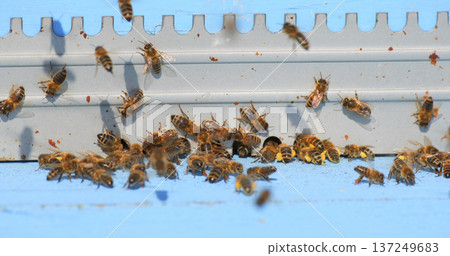 Bees gather and fly around their hive on a sunny day in a backyard garden during late spring 137249683