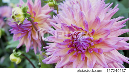 Colorful flowers bloom in a garden during daytime in spring Colorful flowers bloom in a garden during daytime in spring 137249687