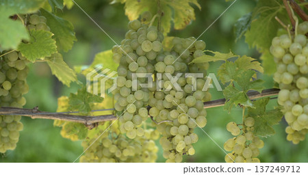 Grapes grow on a vine in a vineyard during the summer months under sunlight in a green landscape Grapes grow on a vine in a vineyard during the summer months under sunlight in a green landscape 137249712