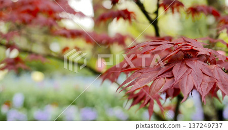 Red leaves on a maple tree during spring in a garden with colorful flowers in the background 137249737