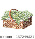 Watercolor wicker basket full of green grapes. Fresh fruit picnic composition for food packaging, farmers market design, organic branding, summer illustrations and healthy lifestyle projects 137249821