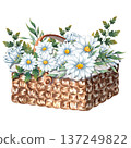 Watercolor wicker basket filled with white daisies and greenery. Romantic floral composition for spring greeting cards, wedding invitations, rustic decor, botanical prints, seasonal design projects 137249822