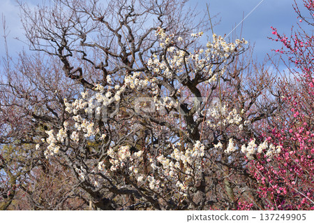 White plum blossoms at Osaka Castle White plum blossoms at Osaka Castle 137249905