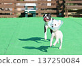 Toy poodle and Boston terrier running in the dog run 137250084