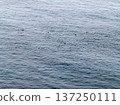 Aerial view of common dolphins feeding above huge dragnet in Donegal Bay, Ireland 137250111
